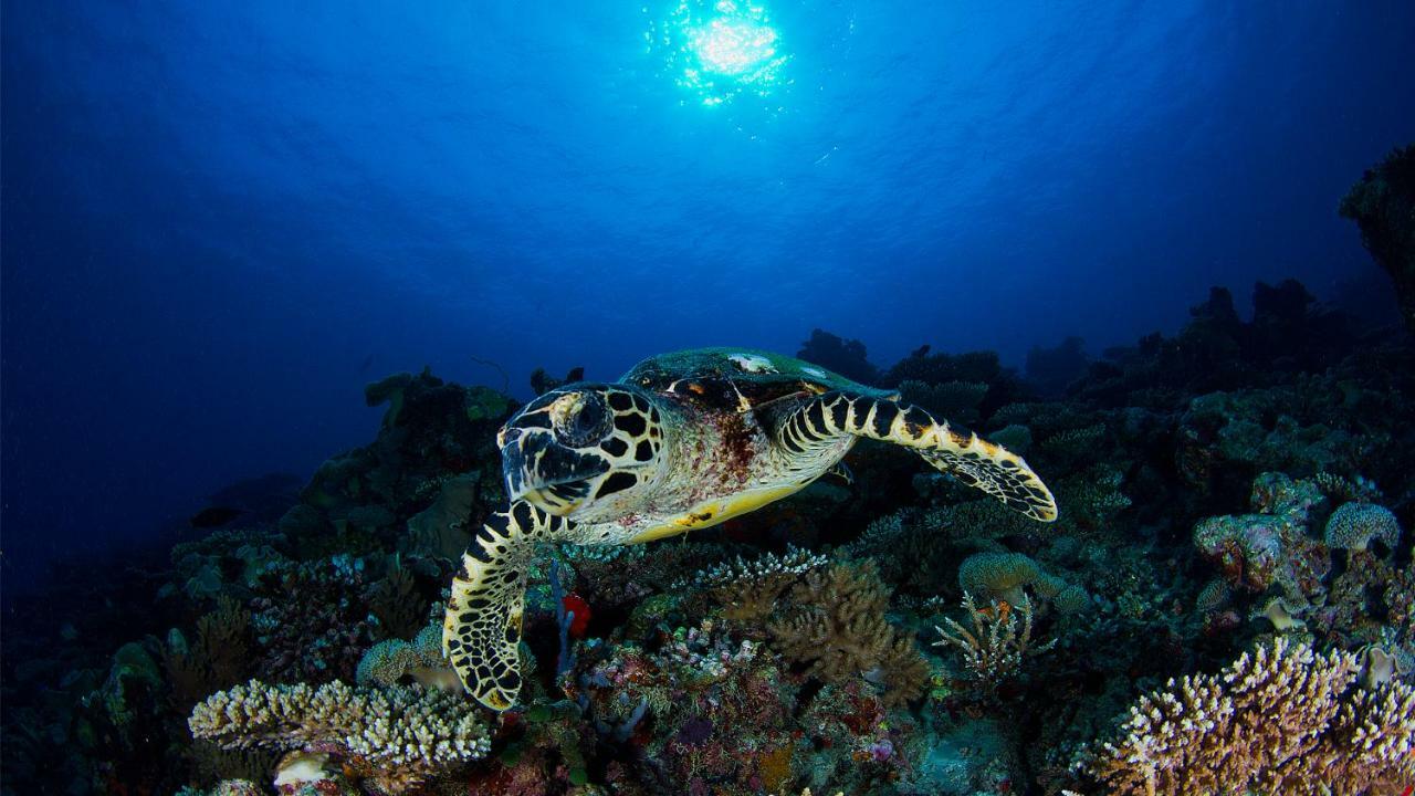 Vakkaru Maldives - 30 Percent Off On Seaplane Transfers For Stays Until 19 Dec 2025 Thulhaadhoo Exteriör bild